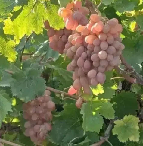 فروش باغ انگور در روستای مملجه