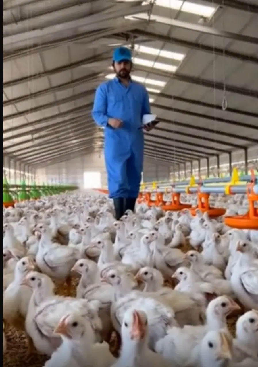 فروش مرغداری 73800قطعه ای به همراه 6400متر گلخانه