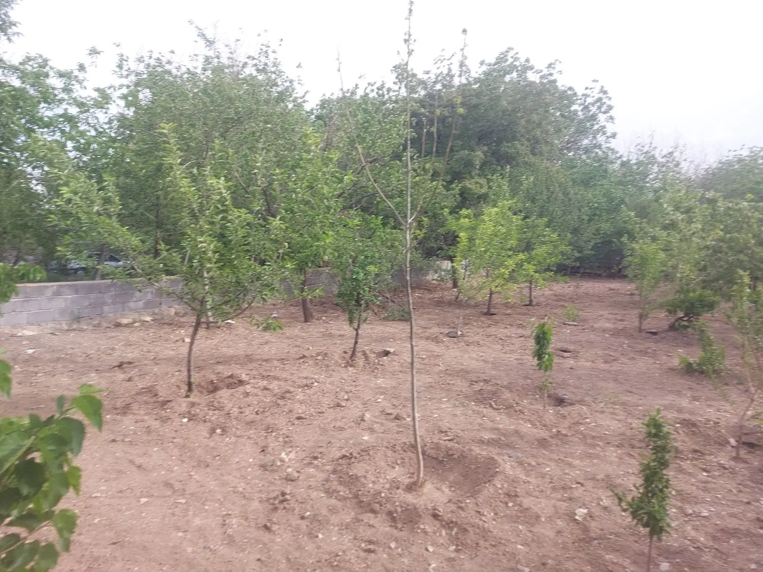 باغ ۵۰۰متری