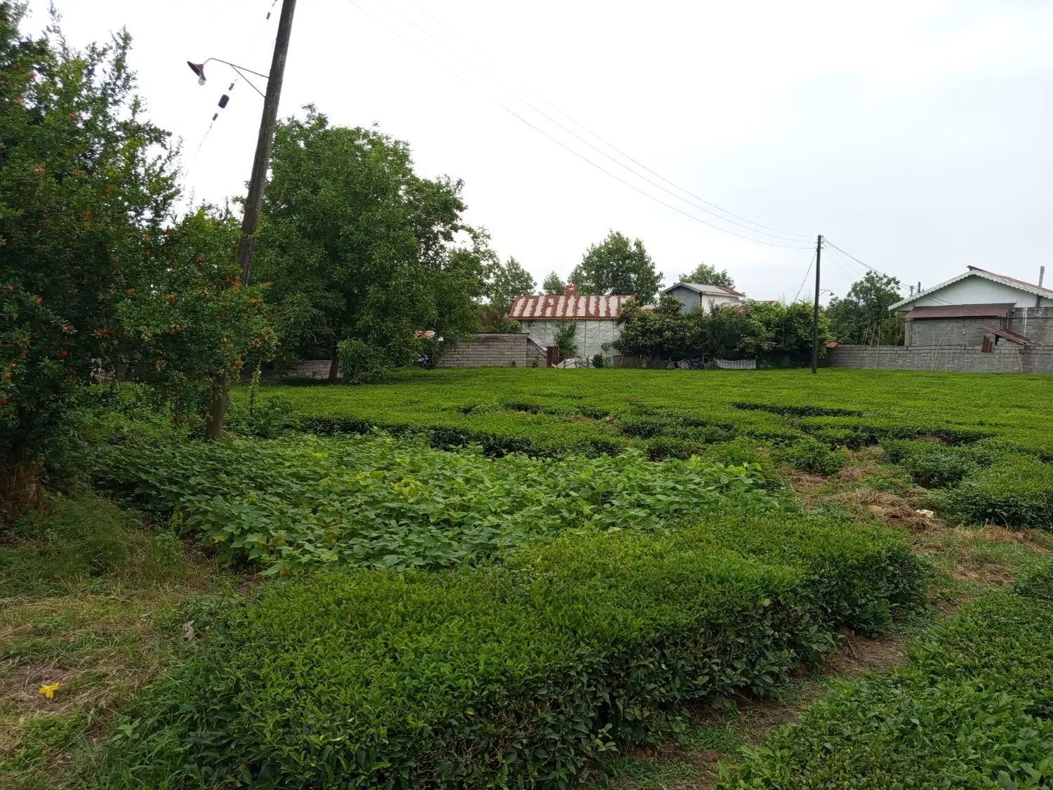 زمین باغی امیرهنده
