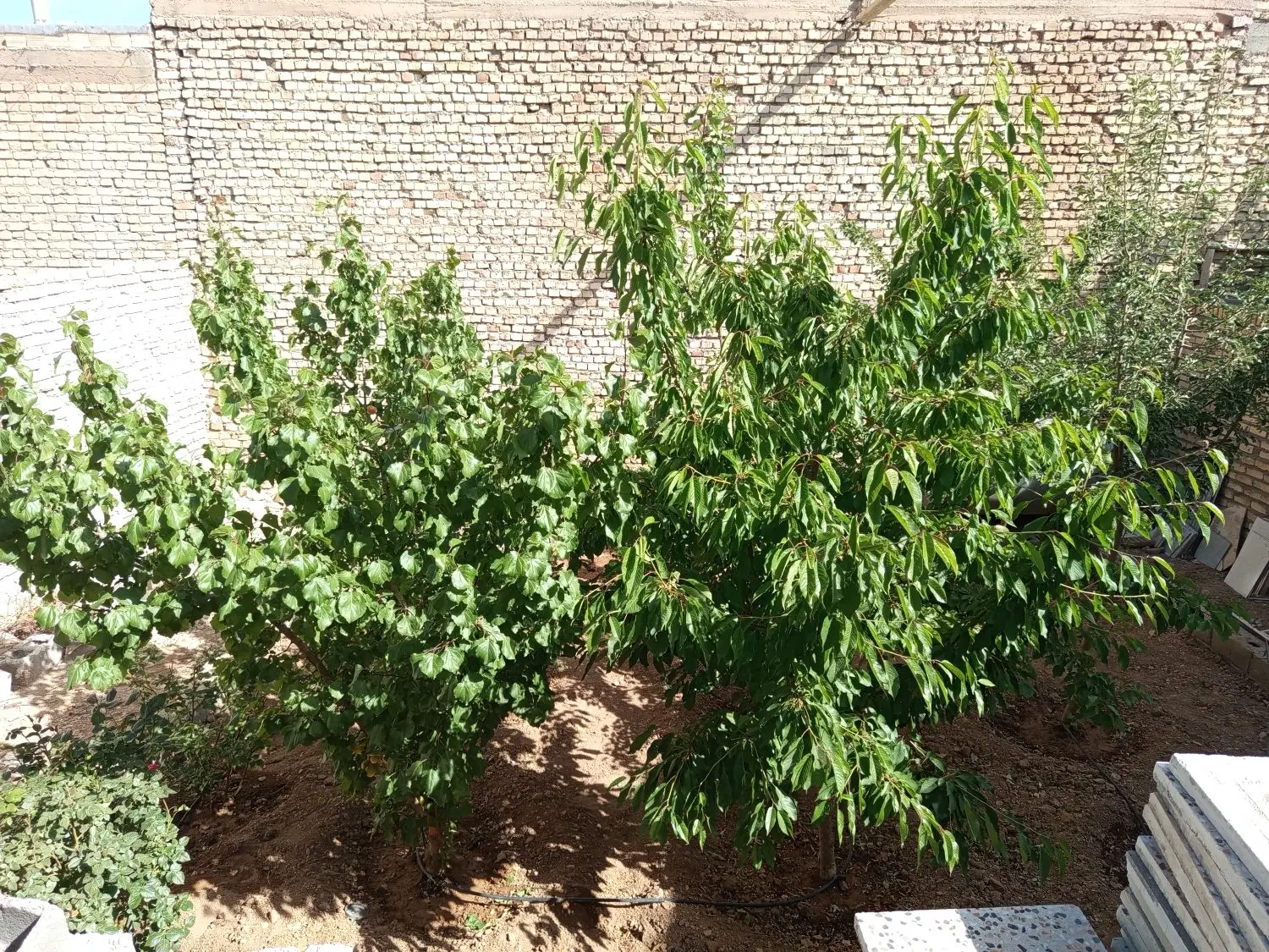خونه باغ روستا  خود سفلی