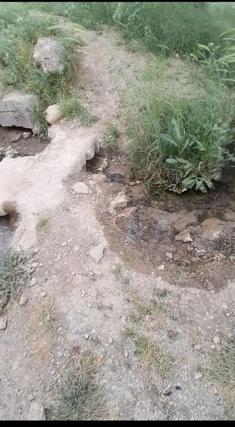 باغ انگوری