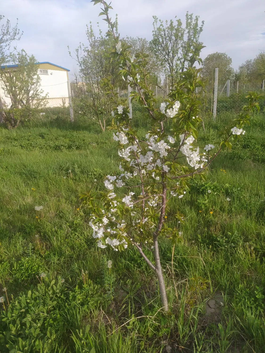 باغ سیب وانگور