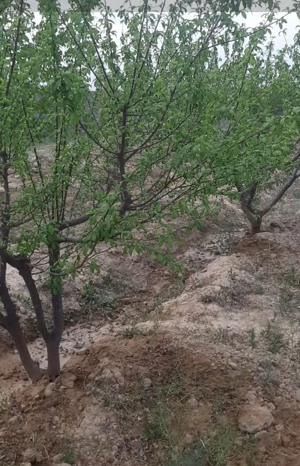 ۱۰۰۰متر باغ