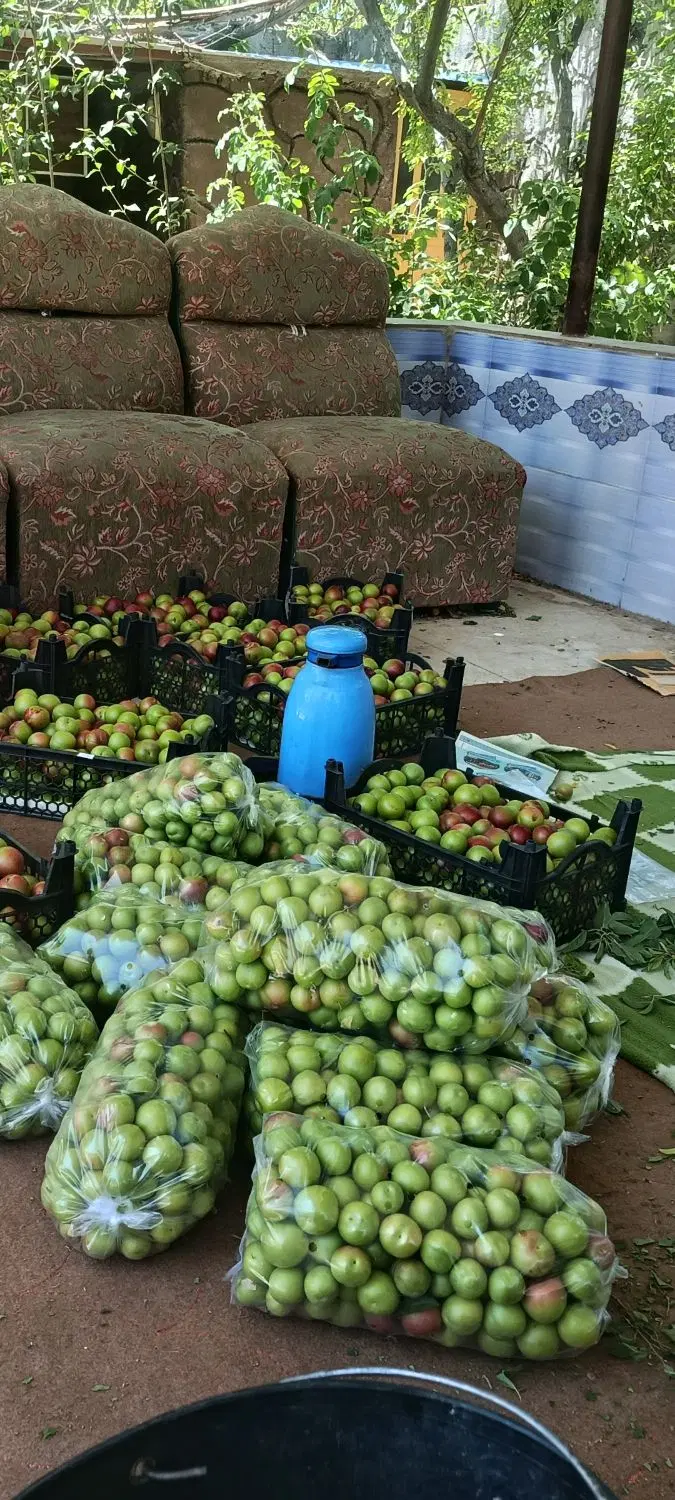 باغ در جوزدان