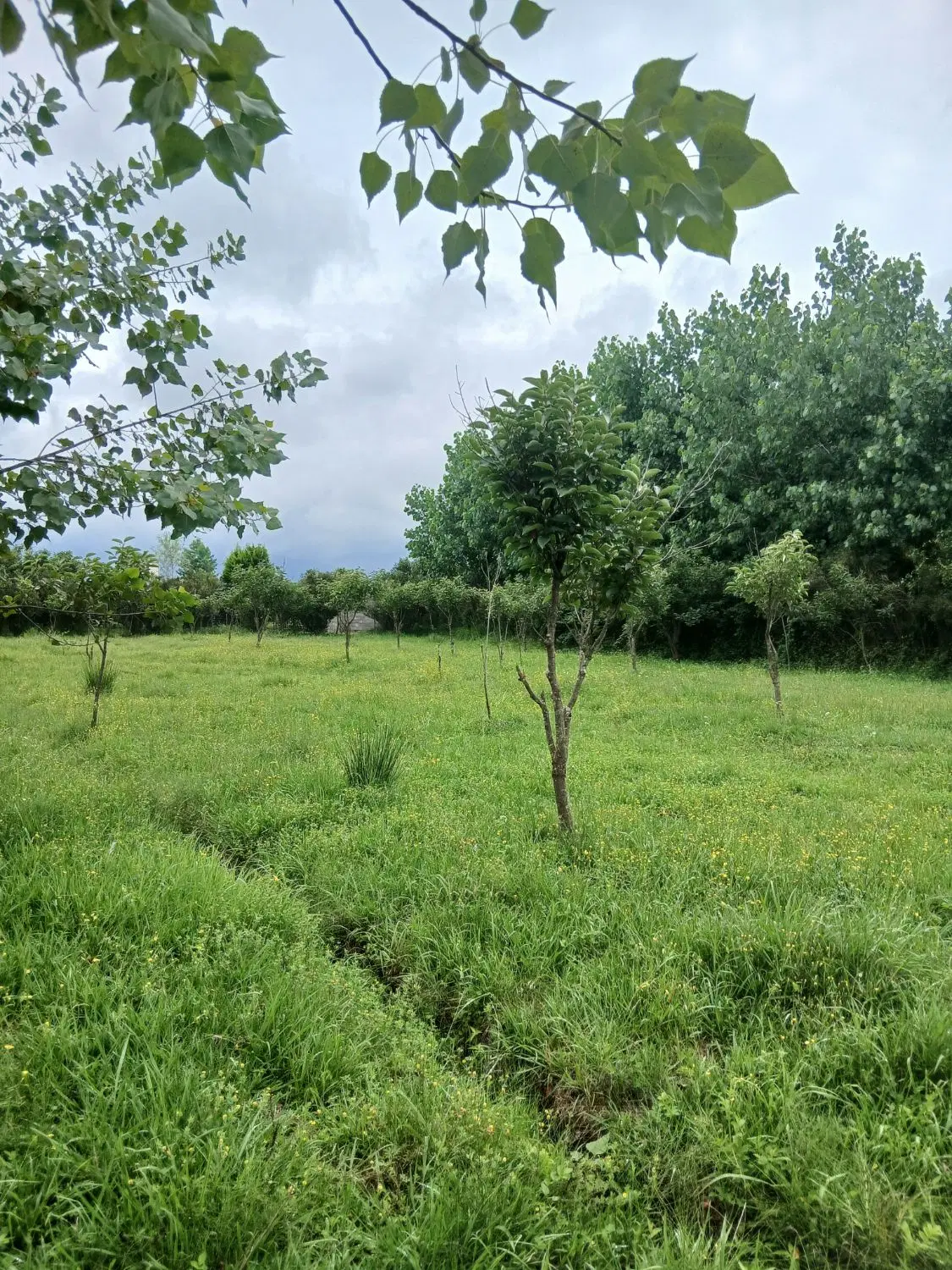 فروش قطعه۲۴۰ متری