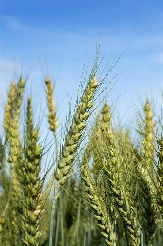 زمین ۴۰۰۰ متری موقعیت استثنایی در پل باباحسین