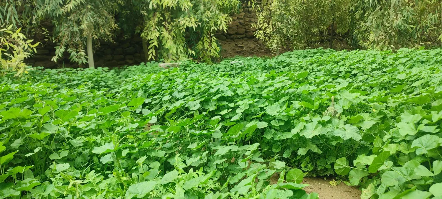 باغ روستای پیرگاری