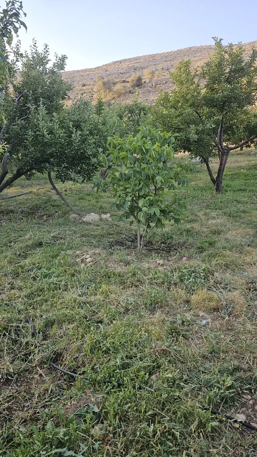 خونه باغ