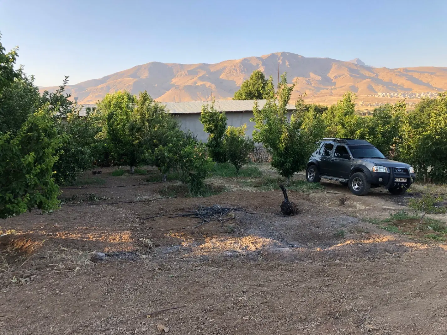 باغ تک برگ سند