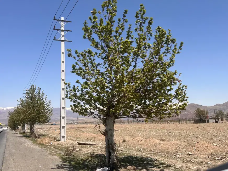۲۱۵۰ متر زمین بر خیابان گل ماکیان
