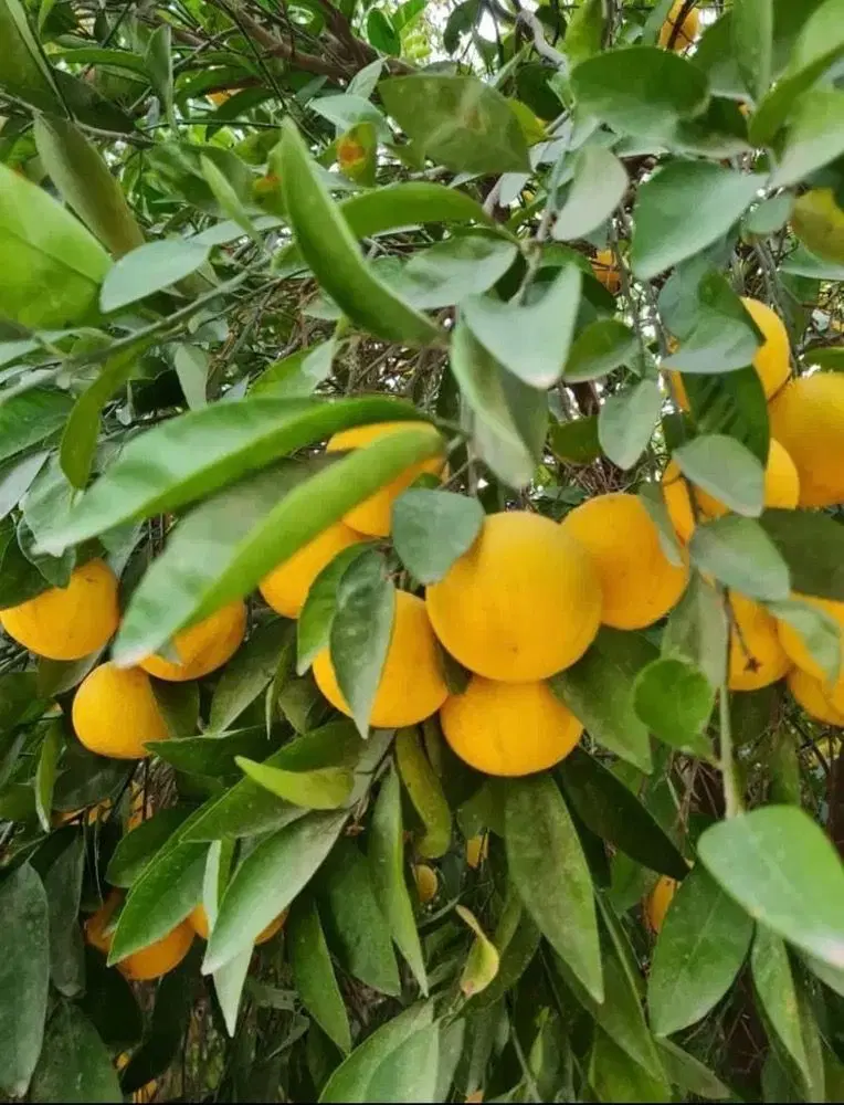 باغ ویلا