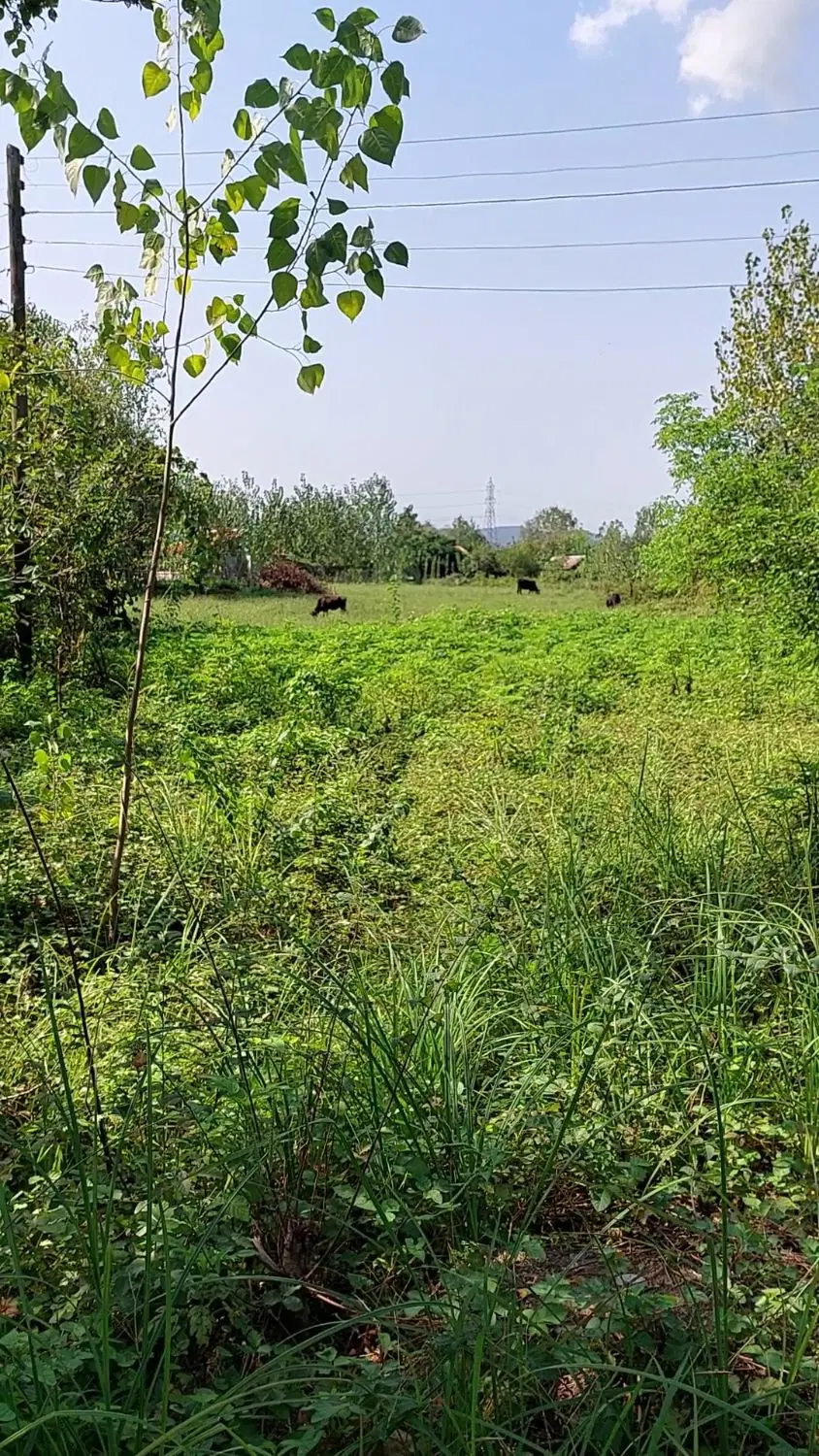 زمین باغی مسکونی سنگر طالم سه شنبه