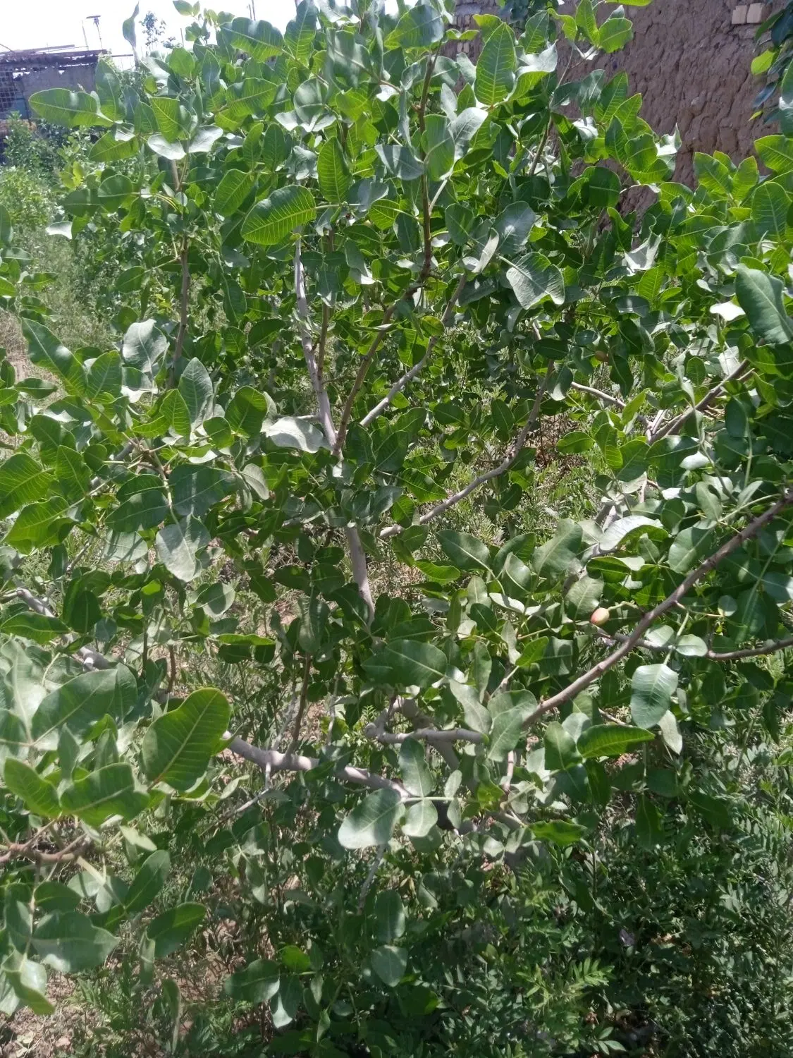 باغ فروشی