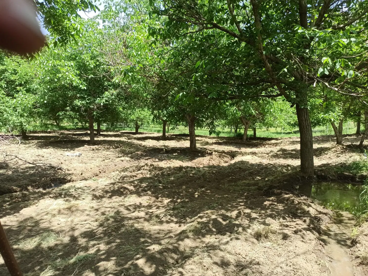 فروش زمین باغی شمس آباد