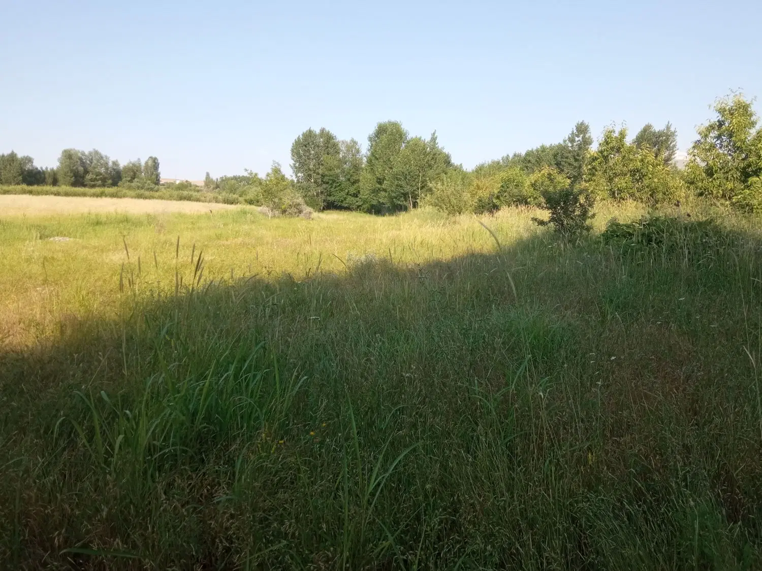 زمین کشاورزی در روستای مزرعه خلف