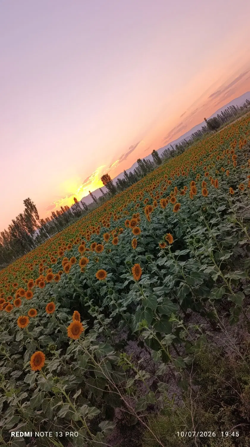 زمین زراعی سلماس روستای حبشی