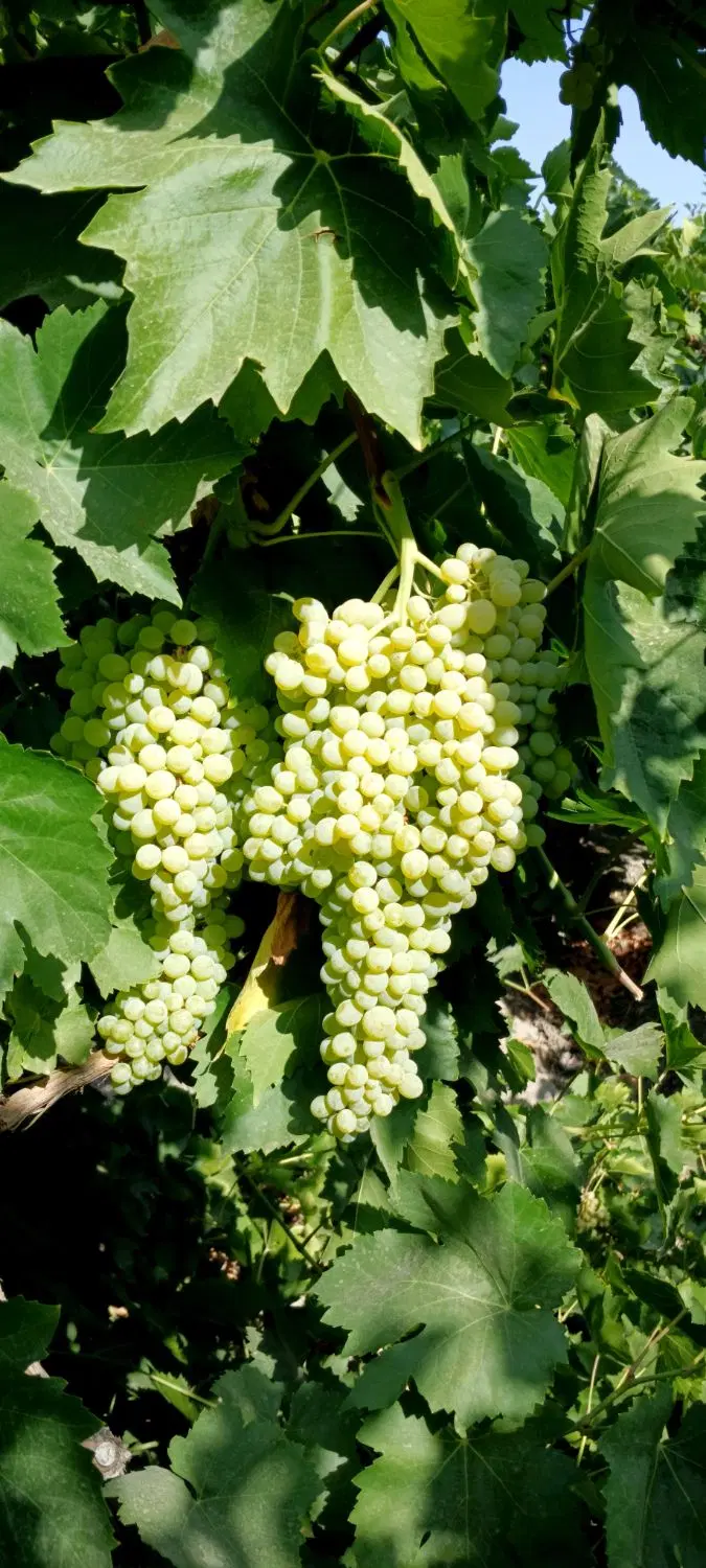 اجاره باغ انگور در امامزاده