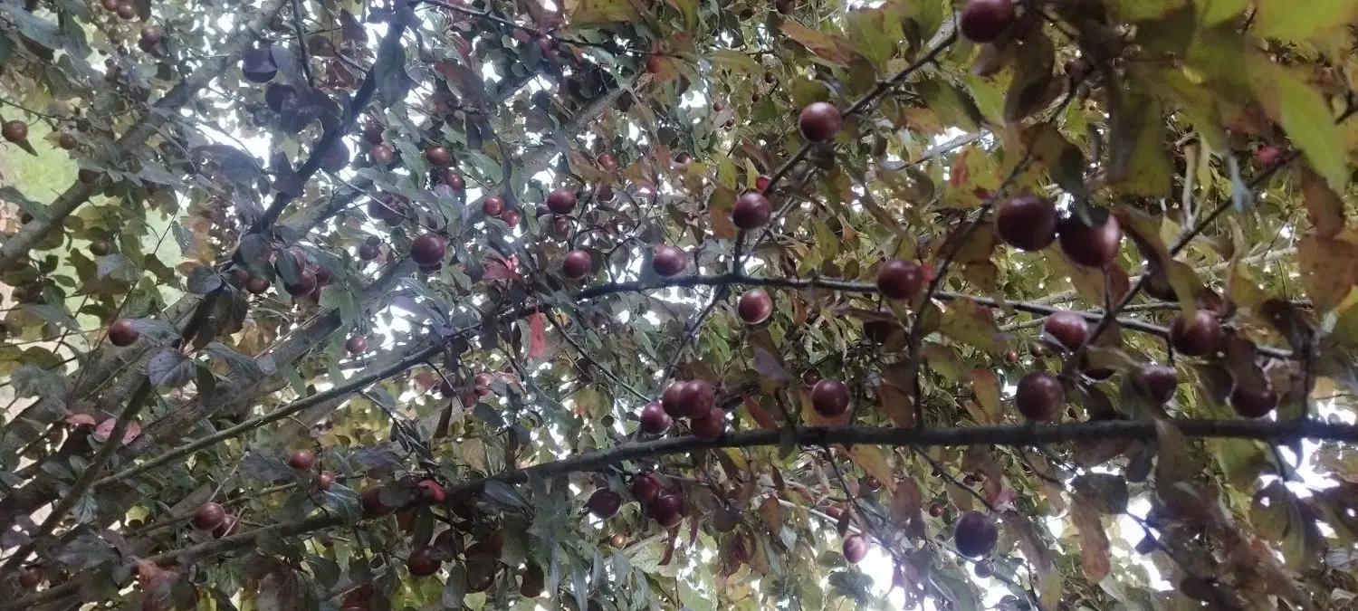 فروش زمین خونه باغی در چهاردانگه