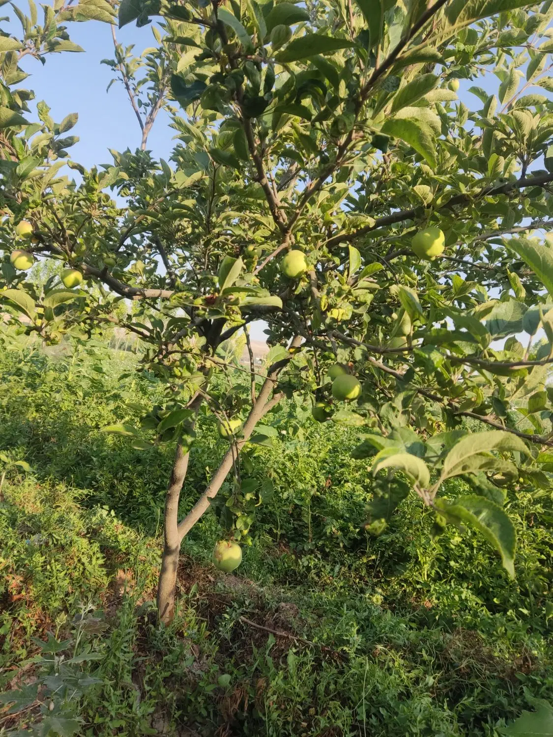 زمین باغی و زراعی ۲۸۰۰متر