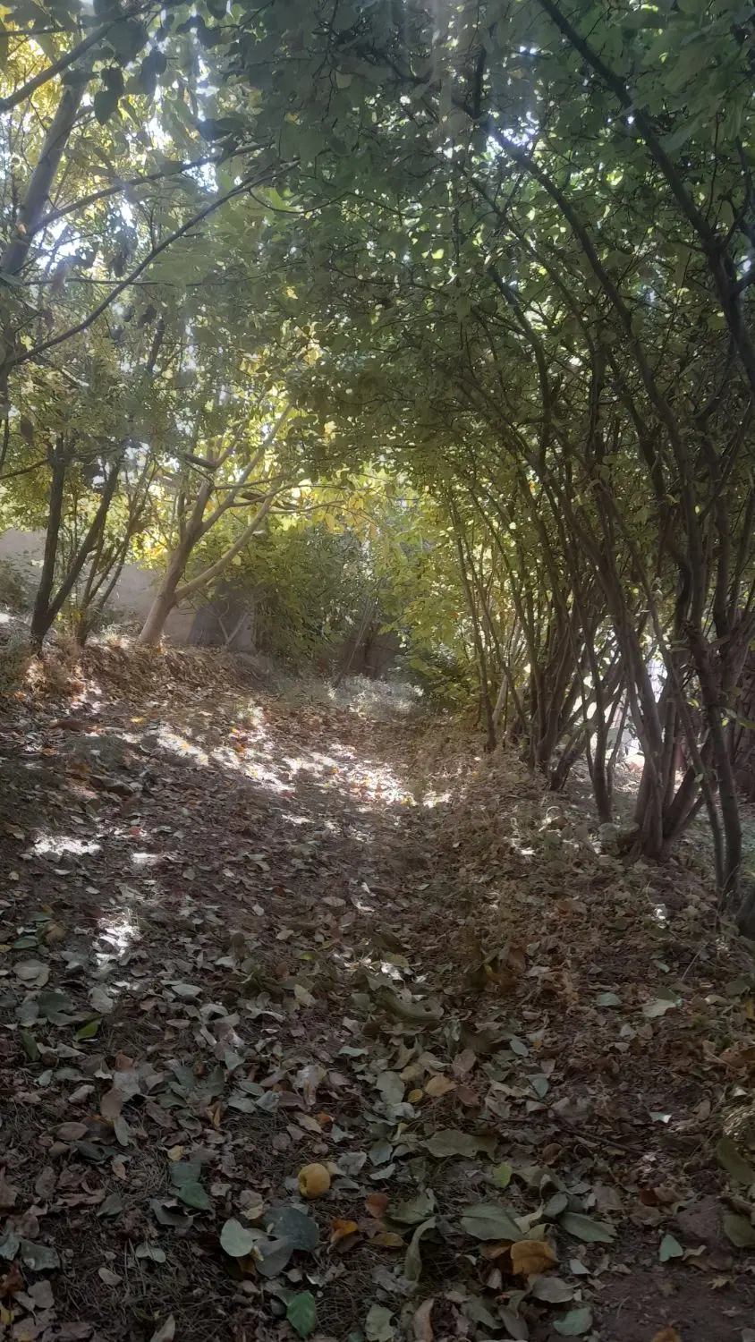 معاوضه باغ کوهپایه