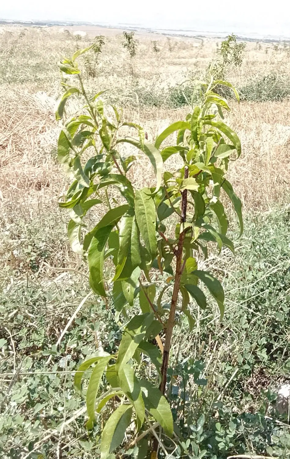 یک قطعه باغ شلیل ردگل  اصل  یک ساله
