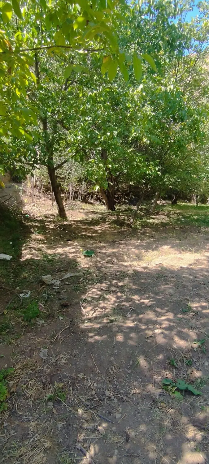 باغچه در جاده چالوس