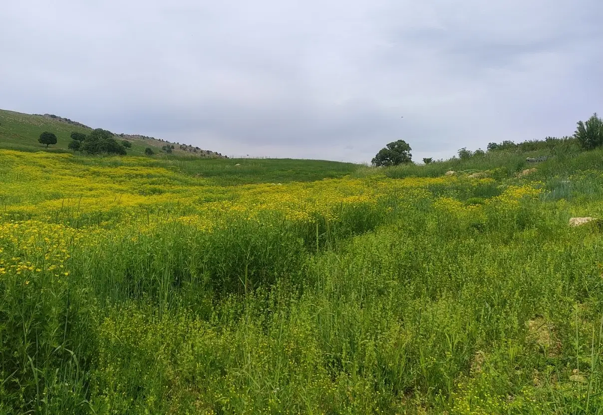 فروش ۸۰۰ متر  زمین