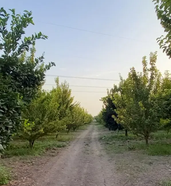 فروش زمین شلیل