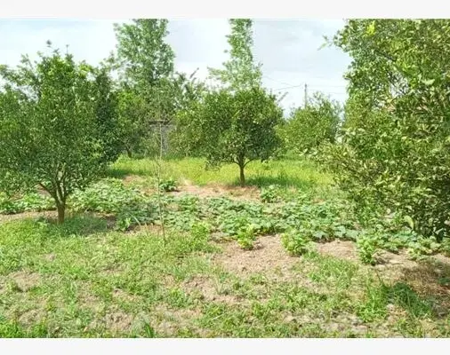 باغ جاده دندی،روستای کاوند
