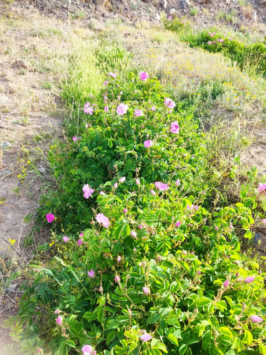زمین گل محمدی جوینان