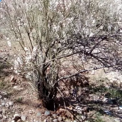 زمین زراعی قابل تغییر کاربری دوبر خیابان