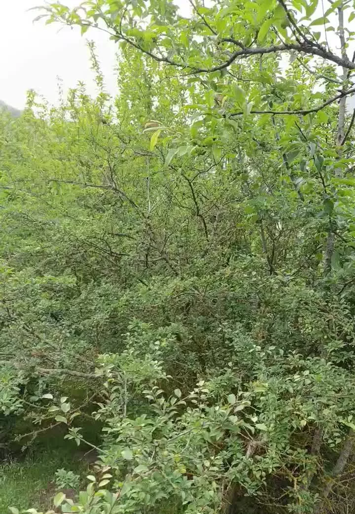 باغ میوه