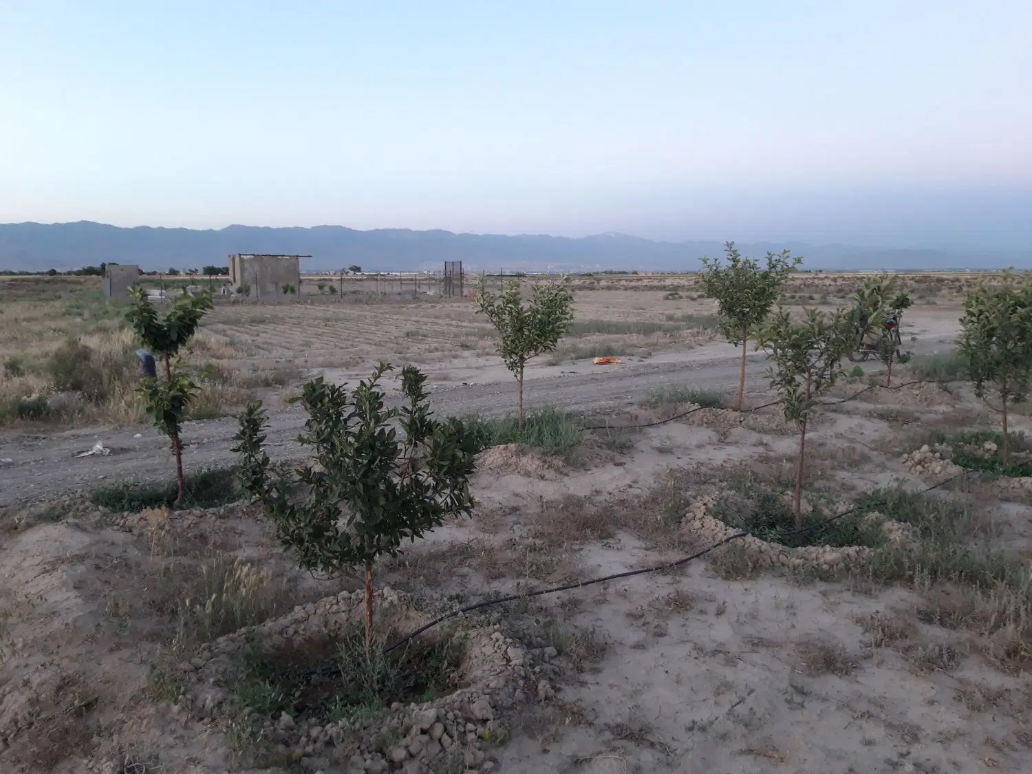 زمین کشاورزی 1000 مترشیخ حسن