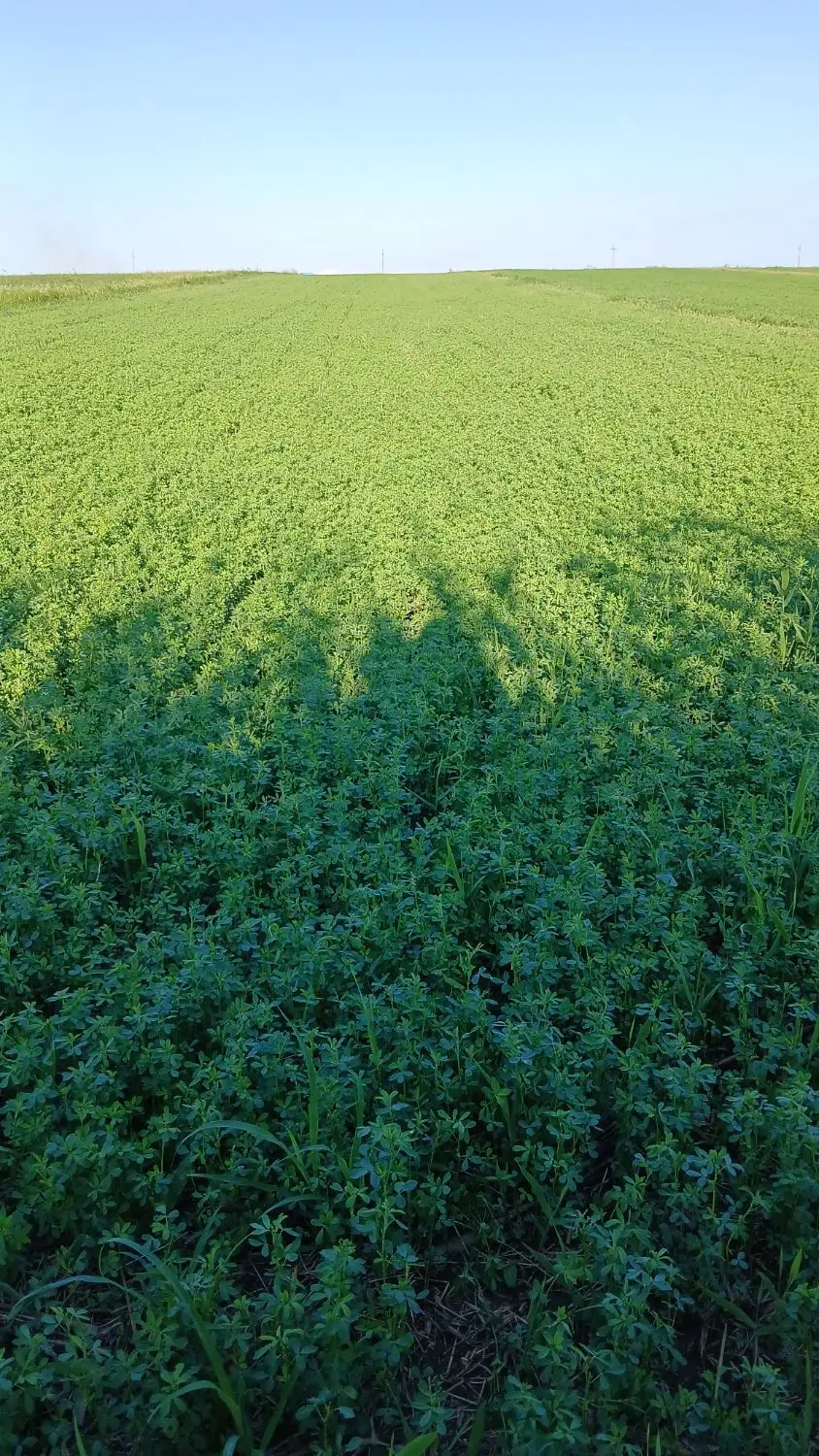 مشارکت یا اجاره زمین