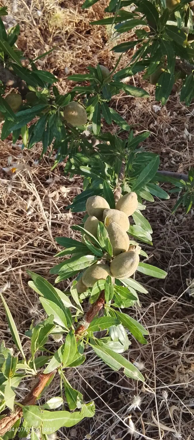 باغ مثمر