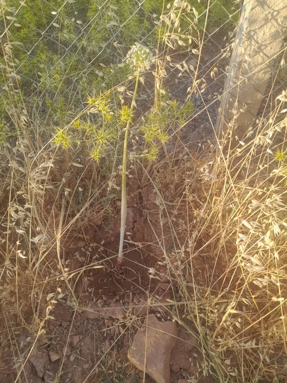 فروش زمین به ابعاد ۲۰۰ متر