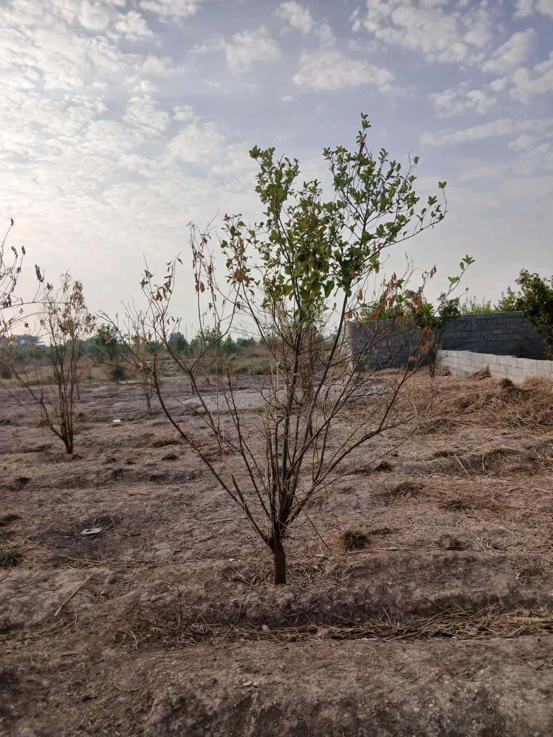 باغچه ۶۰۰متری