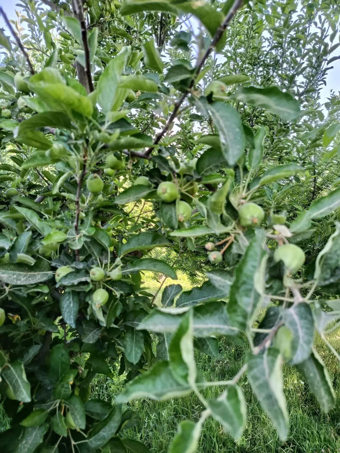 باغ میوه