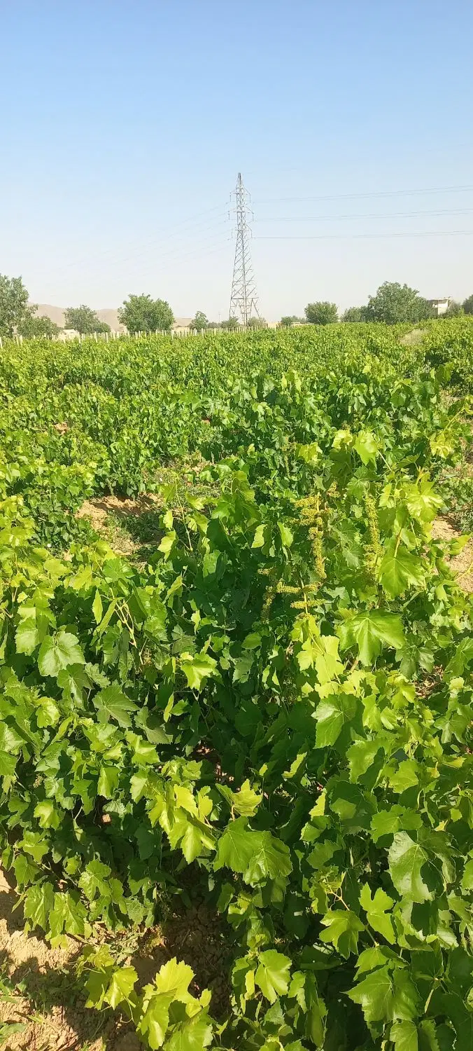 باغ انگور