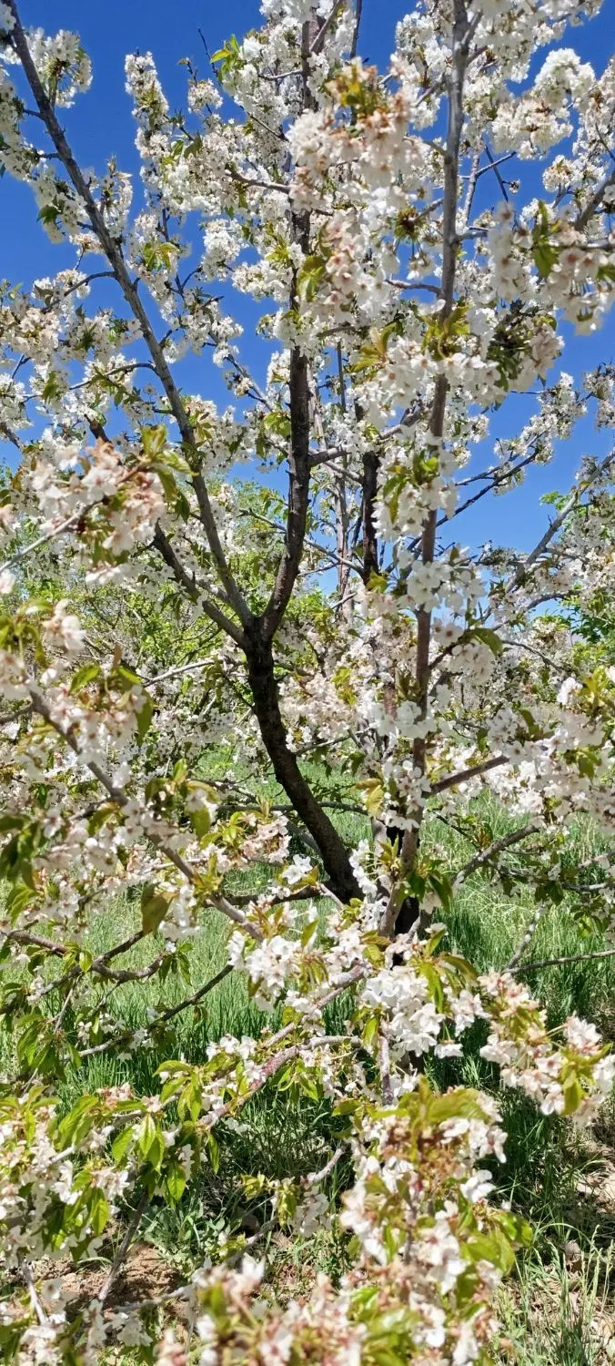زمین کشاورزی