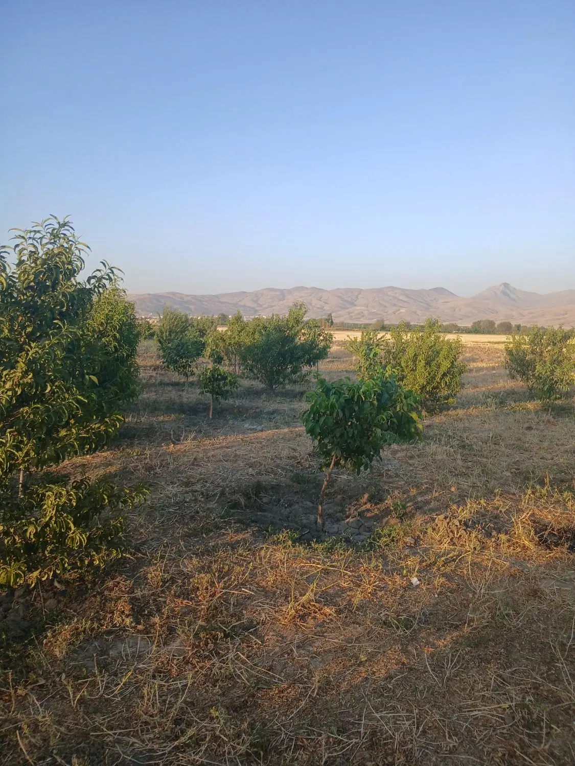 فروش باغ در شهرزیبای  پالیز (مزرعه بید)