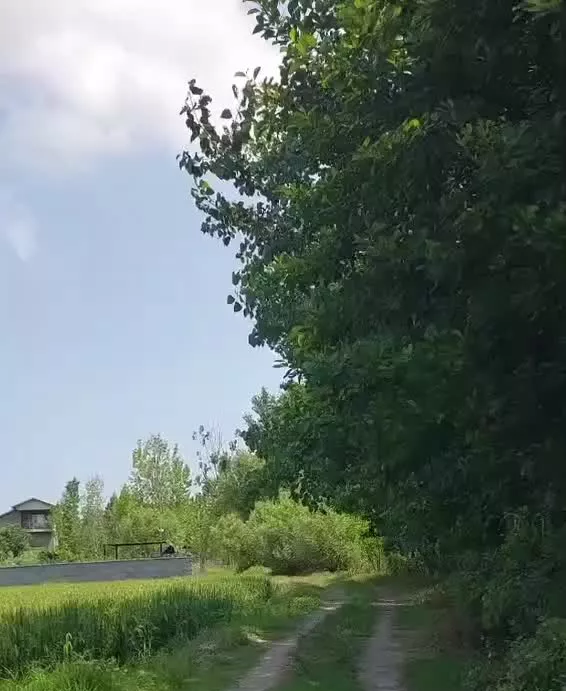 زمین بافت زراعی سیارکلا