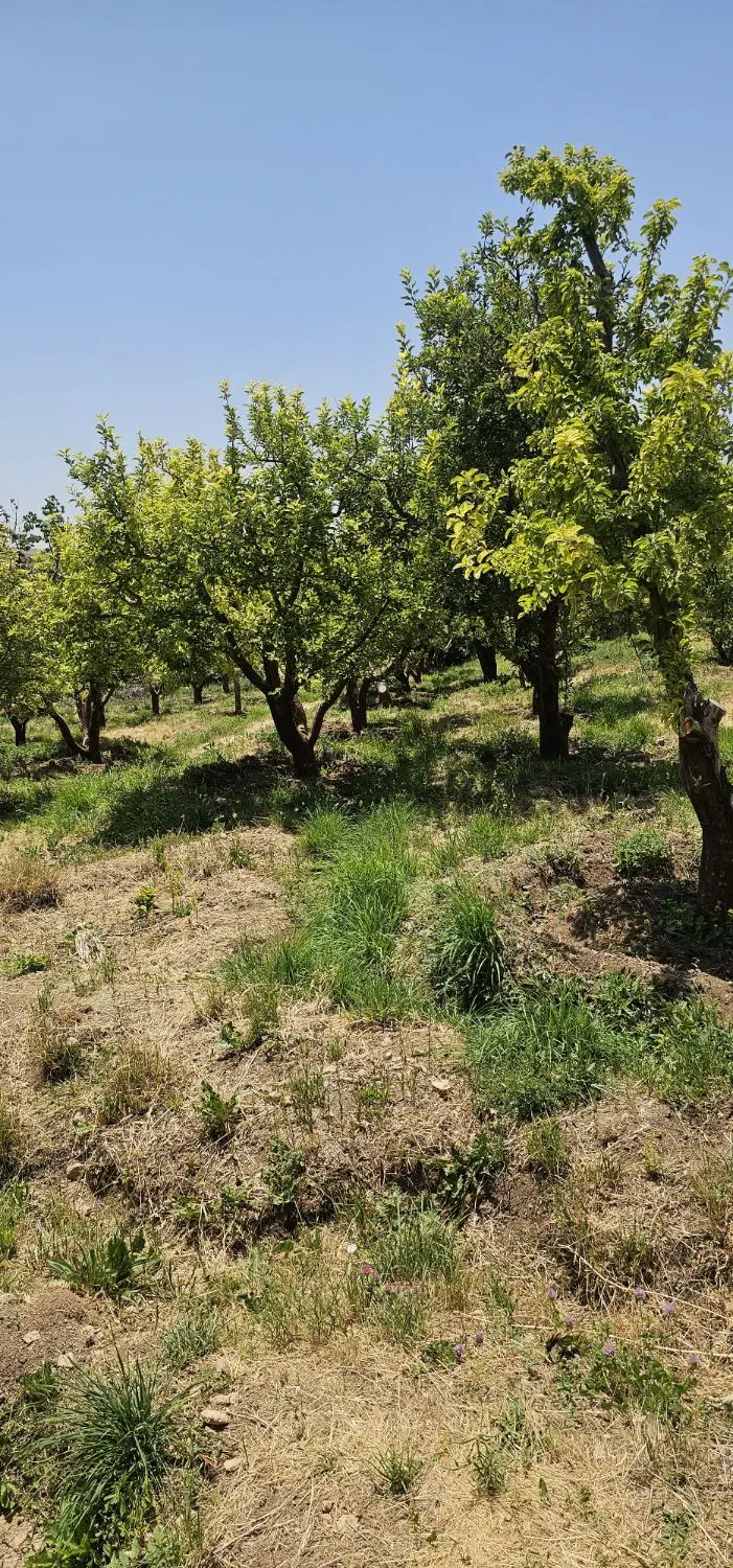 فروش زمین باغ