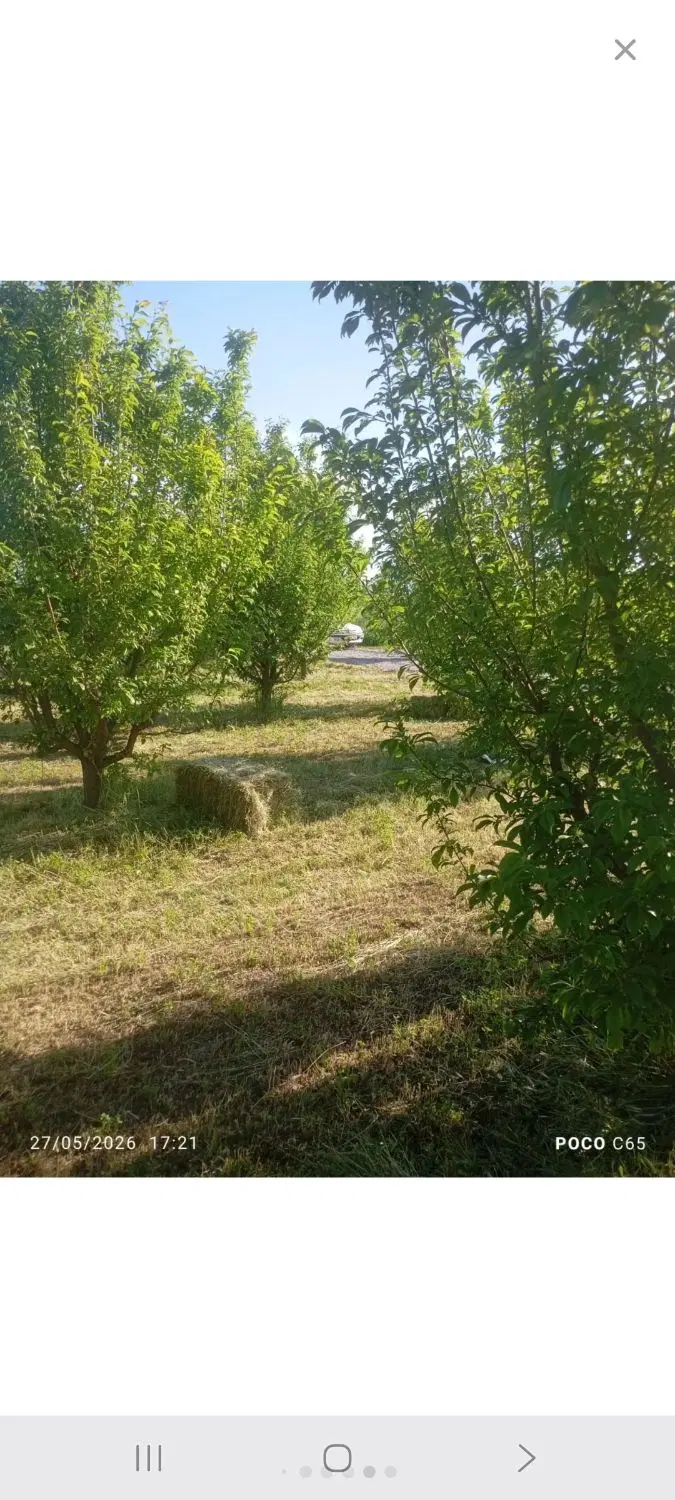فروش‌باغچه‌سیب