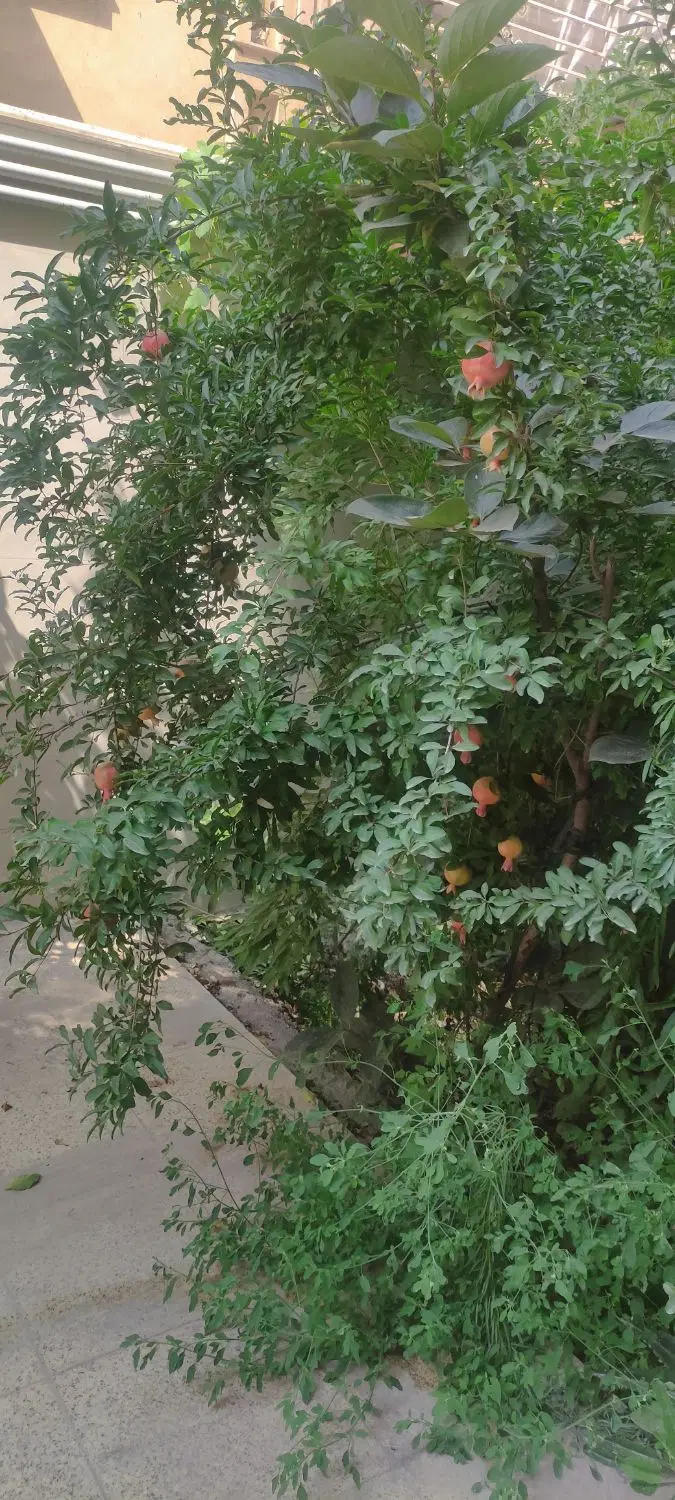 همخونه