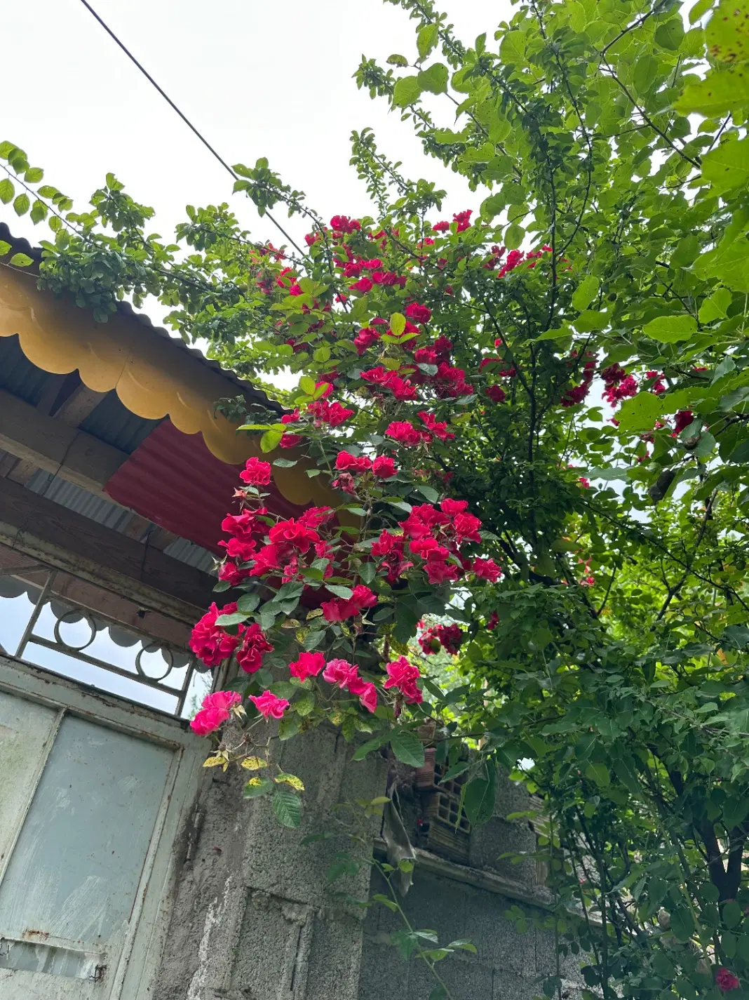 زمین ۴۹۸متر باغی داخل طرح هادی