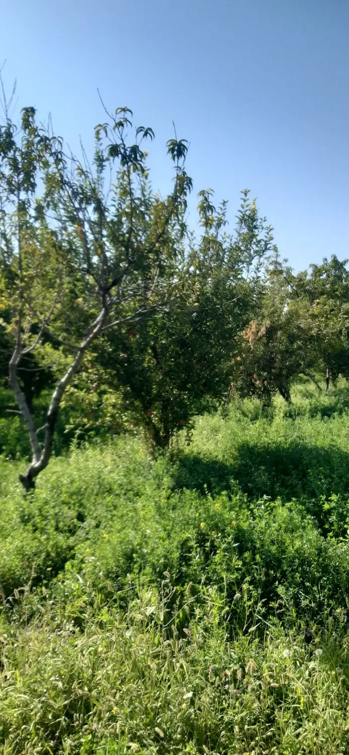 باغ ویلایی سنتو کوی میثاق
