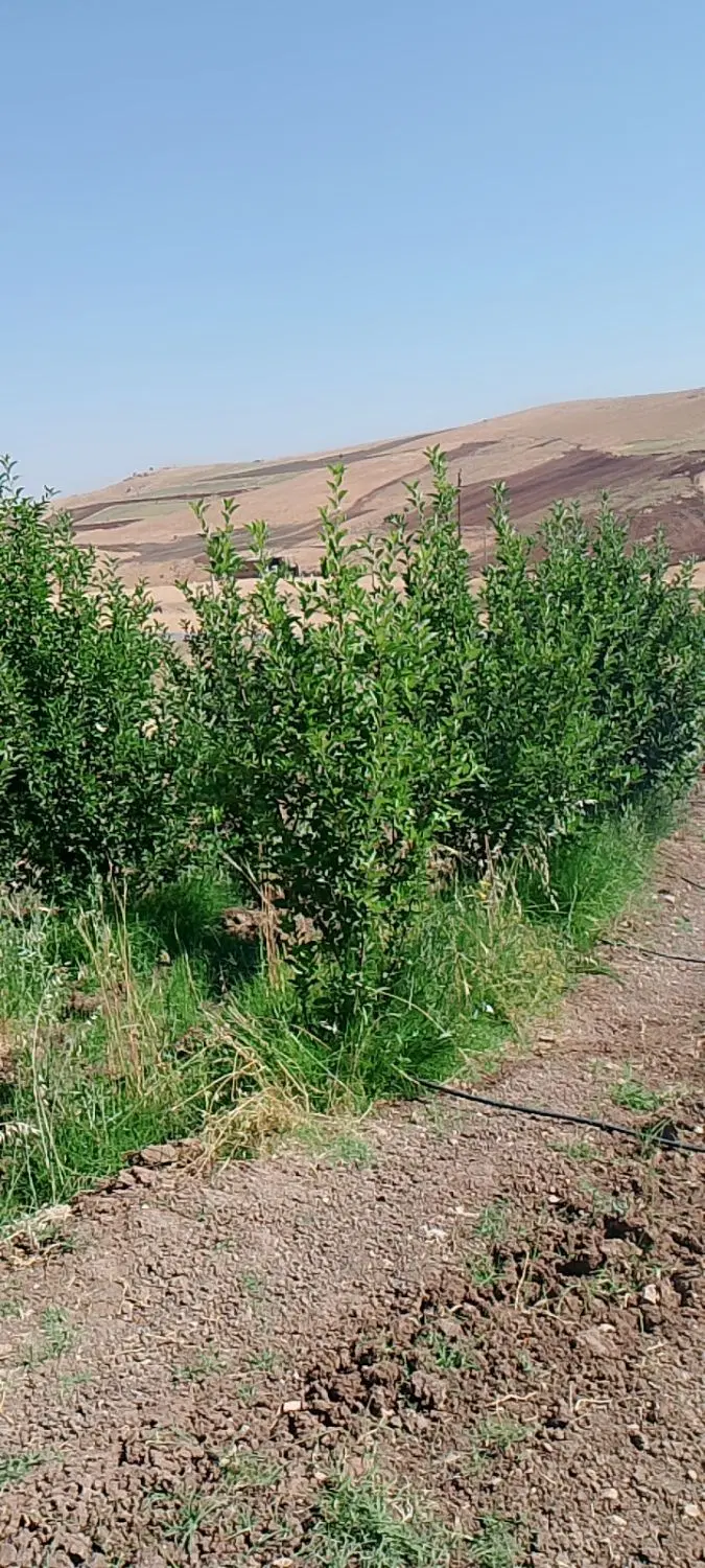 خانه باغ