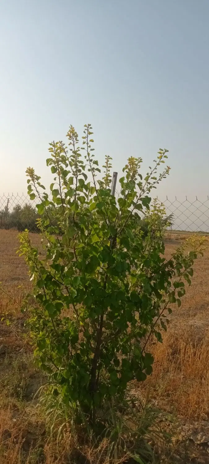 باغچه هشتگرد تنکمان